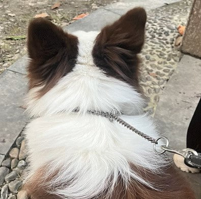 Titanium Dog Chain Collar