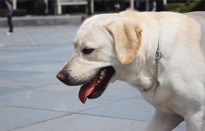 Titanium Dog Chain Collar