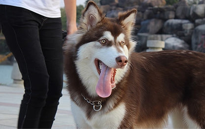 Titanium Dog Chain Collar