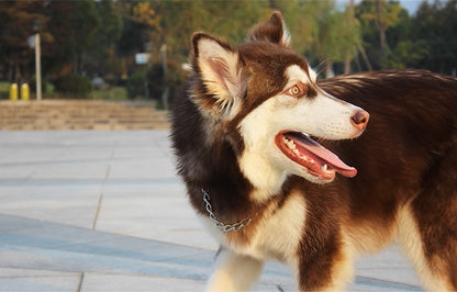 Titanium Dog Chain Collar